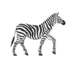 Obraz na płótnie Canvas Striped african zebra horse side view, flat vector illustration isolated.