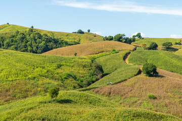 corn field mountain