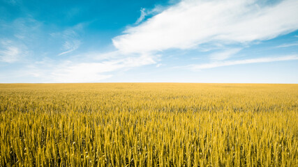 Field of Golden wheat under the blue sky and clouds. High quality photo