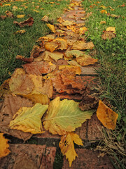 Path covered with autumn leaves between grass