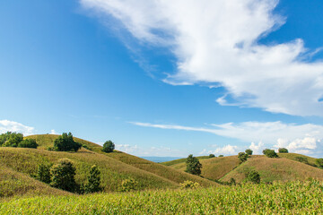 Fototapeta premium corn field mountain