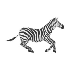 Fototapeta na wymiar Vector flat illustration of zebra galloping isolated on white background. Illustration of African mammal for poster about wild animals.