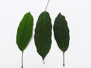 Top view landscape, some leaves isolated on white background, it called Hantap in Indonesia, and...
