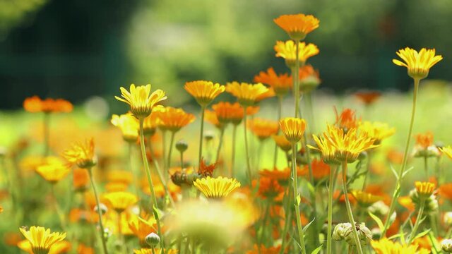 4K Orange Flower Of Calendula Officinalis. Medicinal Plant