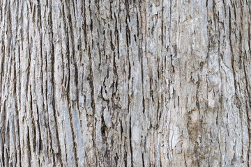 Obraz premium Closeup image of teak tree trunk, bark texture and detail