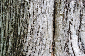 Closeup image of teak tree trunk, bark texture and detail