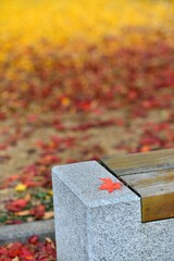 가을 고운 단풍과 쉼을 위한 벤취가 있는 풍경