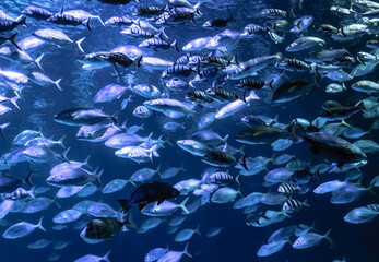 Hordes of fish in an aquarium.