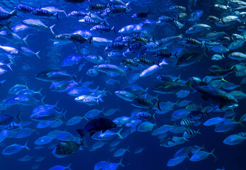 Hordes of fish in an aquarium.