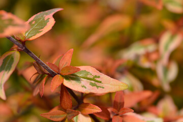 Abelia Kaleidoscope