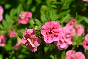 Million bells double