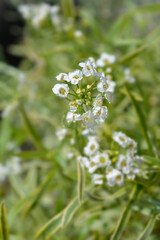 Sweet alyssum