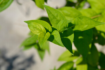 Korean abeleaf
