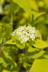 Smooth hydrangea Annabelle