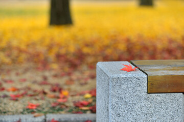 고운단풍과,손님을 기다리는 벤취