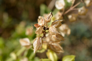 Monkey flower