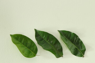 Fototapeta na wymiar leaves​ on​ white​ background​