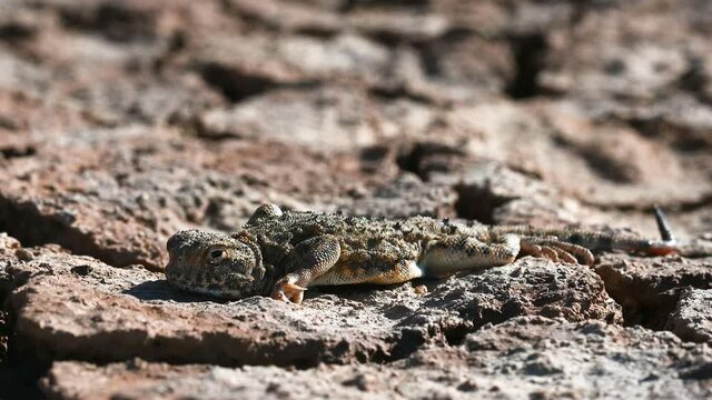 Phrynocephalus helioscopus or sunwatcher agama