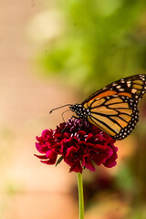 Fototapeta na wymiar Burgundy Sweet Scabious Bloom with butterfly 