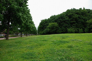 日本の公園芝生Japanese lawn park