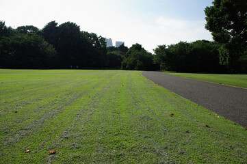 日本の公園芝生Japanese lawn park