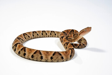 Brasilianische Lanzenotter // Brazilian Lancehead (Bothrops moojeni) 