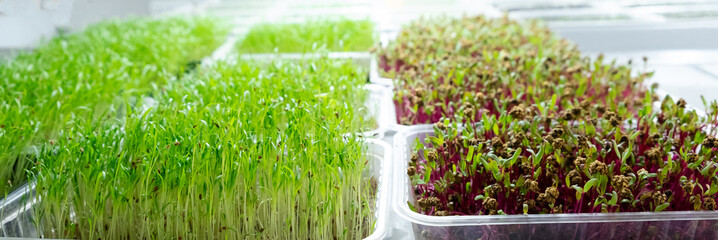 Banner. Urban microgreen farm. Eco-friendly small business. Baby leaves, phytolamp.