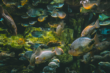 Obraz premium Hordes of fish in an aquarium.
