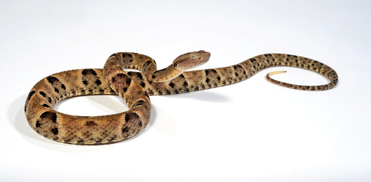 Brazilian Lancehead // Brasilianische Lanzenotter (Bothrops moojeni) 