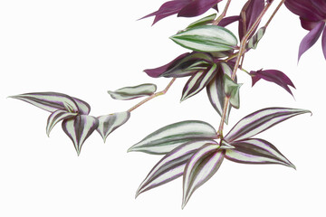 Tradescantia zebrina leaves, Inchplant foliage, Exotic tropical leaf, isolated on white background with clipping path  