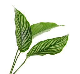 Calathea Vittata leaves, green leaf with white stripes, Tropical foliage isolated on white background, with clipping path  