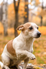 Jack Russell Terrier. A funny little dog in the park in nature. Pets