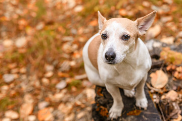Jack Russell Terrier. A funny little dog in the park in nature. Pets