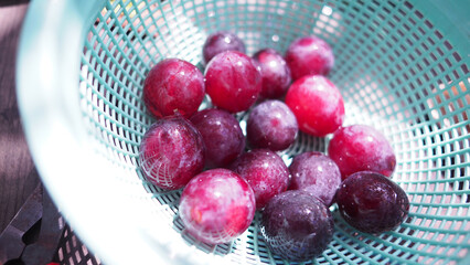 ぶどう狩り｜葡萄狩り｜ブドウ｜果物｜フルーツ｜果実｜収穫｜秋