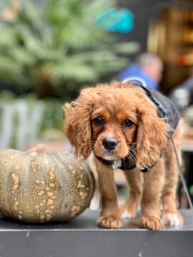 A Yellowish Cavoodle Dog Standing Next To A Pumpkin In The Yard