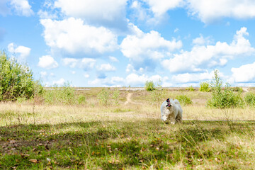 A big white fluffy dog in nature. Samoyed