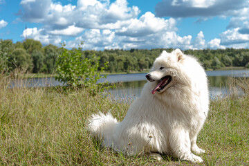 Samoyed. A large white fluffy dog in nature