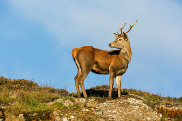 Close up of a young Red Deer Stag in Autumn, stood at the top of heather moorland in Assynt,...