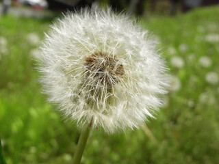Fototapeta premium 日本の植物タンポポ dandelion Plants of Japan 