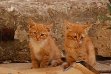 Obraz premium Kitten living in Valletta, Malta