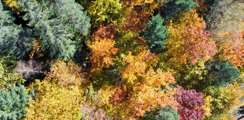 Panorama Colorful deciduous forest from above