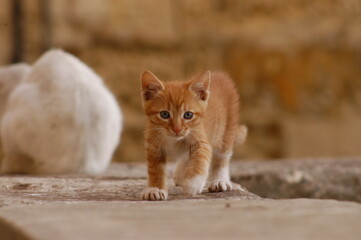 Kitten living in Valletta, Malta