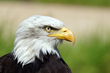 Fototapeta premium Adlerprofil