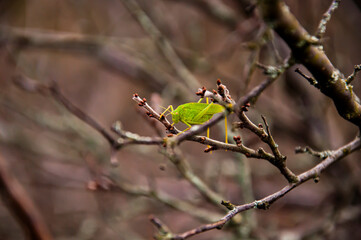 Cute autumn grasshopper on a branch without leaves. Late autumn mood