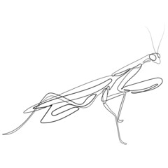 Line art drawing of mantis in vector illustration. Continuous one line drawing of  mantis silhouette isolated on white background. Mantis for background, logo or tattoo.