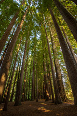 Fototapeta na wymiar Red wood forest, New Zealand
