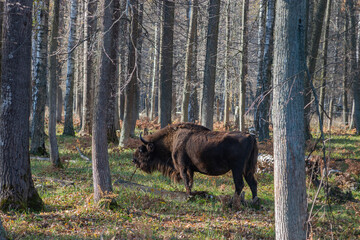 Fototapeta na wymiar European bison (Bison bonasus), also known as Wisent or the European wood bison grazing in the wood. Prioksko-Terrasny Nature Biosphere Reserve. Russia