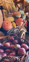 Dary jesieni, jabłka czerwone prosto z sadu w koszu na zimę, przechowywanie warzyw i owoców, dynie ozdobne i jadalne - obrazy, fototapety, plakaty