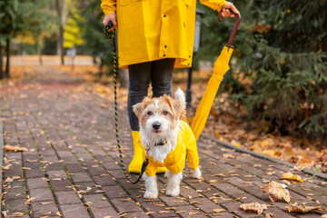 A Jack Russell Terrier puppy in a yellow raincoat sits in an autumn park in front of a girl with an...
