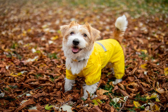 Jack Russell Terrier puppy in a yellow raincoat stands on the autumn foliage in the park